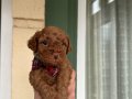 Toy poodle yavrularımız yeni yuvalarını arıyor 