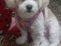 Maltimoo dişi köpek acil ilan