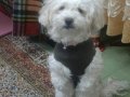 Maltimoo dişi köpek acil ilan