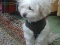 Maltimoo dişi köpek acil ilan