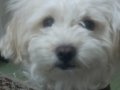 Maltimoo dişi köpek acil ilan