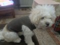 Maltimoo dişi köpek acil ilan
