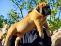 PRESA CANARIO KIF A SCR ŞAMPİYONLARIN BEBEKLERİ