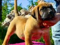 PRESA CANARIO KIF A SCR ŞAMPİYONLARIN BEBEKLERİ