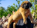 PRESA CANARIO KIF A SCR ŞAMPİYONLARIN BEBEKLERİ
