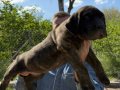 PRESA CANARIO KIF A SCR ŞAMPİYONLARIN BEBEKLERİ