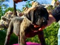 PRESA CANARIO KIF A SCR ŞAMPİYONLARIN BEBEKLERİ