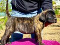 PRESA CANARIO KIF A SCR ŞAMPİYONLARIN BEBEKLERİ