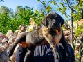 PRESA CANARIO KIF A SCR ŞAMPİYONLARIN BEBEKLERİ