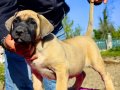 PRESA CANARIO KIF A SCR ŞAMPİYONLARIN BEBEKLERİ