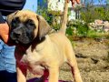 PRESA CANARIO KIF A SCR ŞAMPİYONLARIN BEBEKLERİ