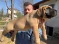 PRESA CANARIO KIF A SCR ŞAMPİYONLARIN BEBEKLERİ
