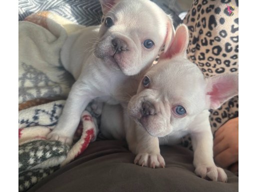 İzmir Balçova'da Aşı Takvimi Başlamış Kusursuz French Bulldog Platinum