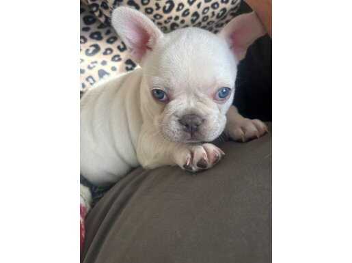 Buz Bakışlı French Bulldog: Ezber Bozan Bir Karizma!