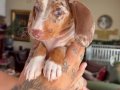 DACHSHUND (SOSİS) 