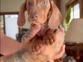 DACHSHUND (SOSİS) 