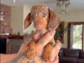 DACHSHUND (SOSİS) 