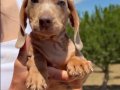 DACHSHUND (SOSİS) 