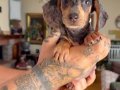 DACHSHUND (SOSİS) 
