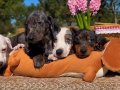 DACHSHUND (SOSİS) 