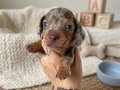 DACHSHUND (SOSİS) 