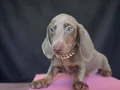 Mavi Gözlü Dachshund Yavruları