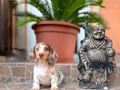 Mavi Gözlü Dachshund Yavruları