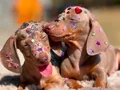 Mavi Gözlü Dachshund Yavruları