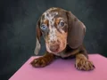 Mavi Gözlü Dachshund Yavruları