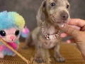 Mavi Gözlü Dachshund Yavruları