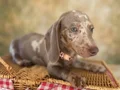 Mavi Gözlü Dachshund Yavruları