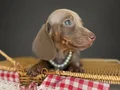 Mavi Gözlü Dachshund Yavruları