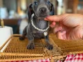 Mavi Gözlü Dachshund Yavruları