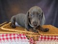 Mavi Gözlü Dachshund Yavruları
