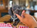 Mavi Gözlü Dachshund Yavruları