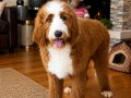 TÜRKİYE’de TEK BERNEDOODLE YAVRULARI