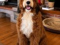 TÜRKİYE’de TEK BERNEDOODLE YAVRULARI