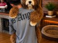 TÜRKİYE’de TEK BERNEDOODLE YAVRULARI