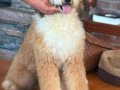 TÜRKİYE’de TEK BERNEDOODLE YAVRULARI