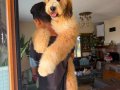 TÜRKİYE’de TEK BERNEDOODLE YAVRULARI