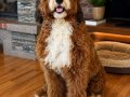 TÜRKİYE’de TEK BERNEDOODLE YAVRULARI