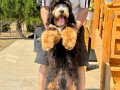 TÜRKİYE’de TEK BERNEDOODLE YAVRULARI