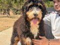 TÜRKİYE’de TEK BERNEDOODLE YAVRULARI