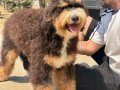 TÜRKİYE’de TEK BERNEDOODLE YAVRULARI