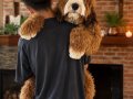 TÜRKİYE’de TEK BERNEDOODLE YAVRULARI