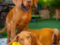 MACAR VIZSLA 