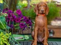 MACAR VIZSLA 