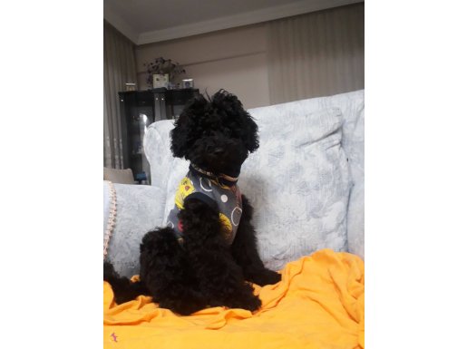 Tuvalet eğitimi tamdır. Black siyah poodle DİŞİ