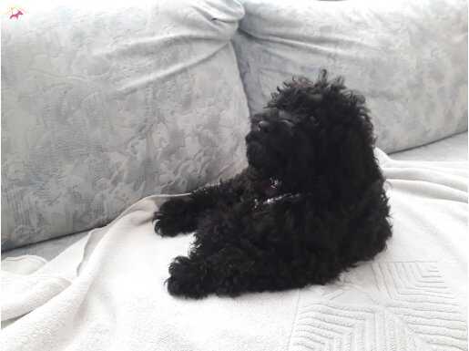 Black siyah poodle toy lekesiz.. BELLA..