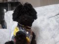 Tuvalet eğitimi tamdır. Black siyah poodle DİŞİ